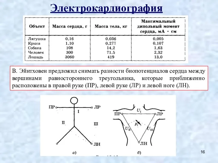 Электрокардиография В. Эйнтховен предложил снимать разности биопотенциалов сердца между вершинами равностороннего