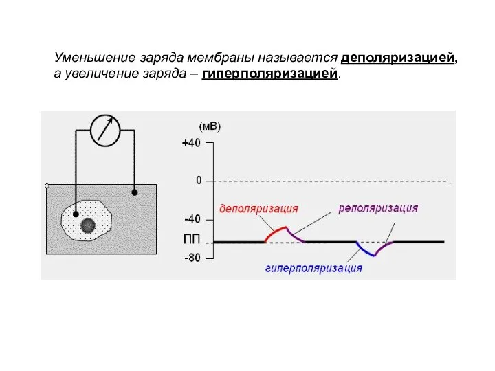 Уменьшение заряда мембраны называется деполяризацией, а увеличение заряда – гиперполяризацией.
