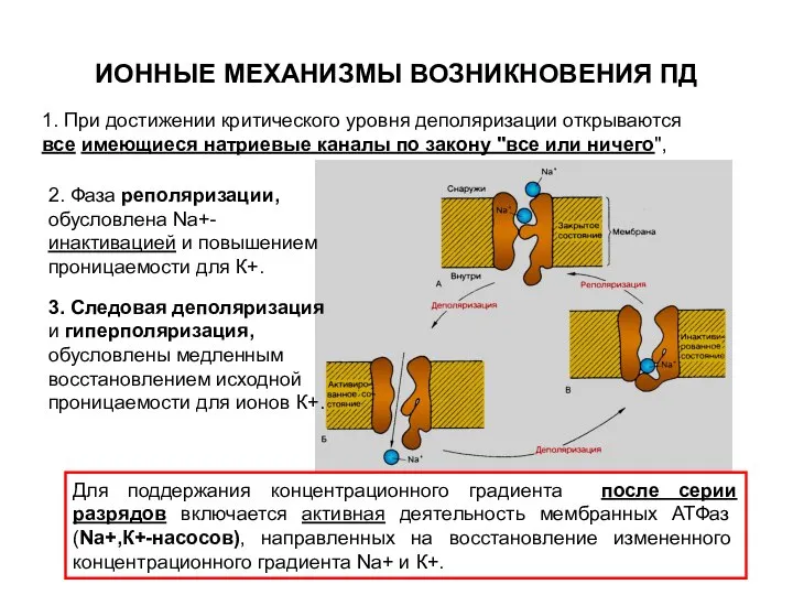 ИОННЫЕ МЕХАНИЗМЫ ВОЗНИКНОВЕНИЯ ПД 1. При достижении критического уровня деполяризации открываются