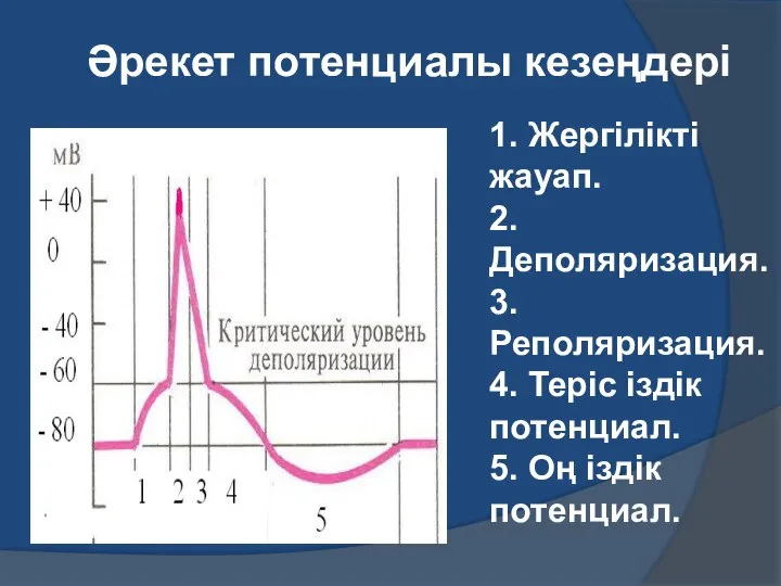 1. Жергілікті жауап. 2. Деполяризация. 3. Реполяризация. 4. Теріс іздік потенциал.