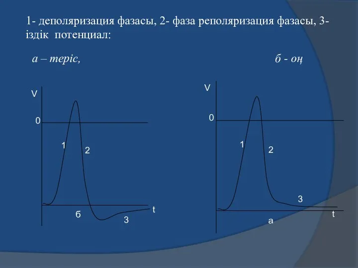 1- деполяризация фазасы, 2- фаза реполяризация фазасы, 3- іздік потенциал: а – теріс, б - оң