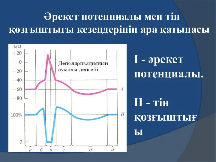 Әрекет потенциалы мен тін қозғыштығы кезеңдерінің ара қатынасы І - әрекет потенциалы. ІІ - тін қозғыштығы