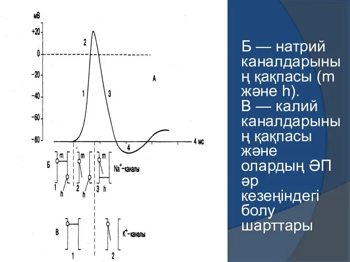 Б — натрий каналдарының қақпасы (m және h). В — калий