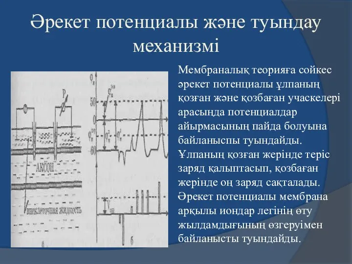 Әрекет потенциалы және туындау механизмі Мембраналық теорияға сойкес әрекет потенциалы ұлпаның