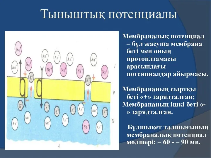 Тыныштық потенциалы Мембраналық потенциал – бұл жасуша мембрана беті мен оның