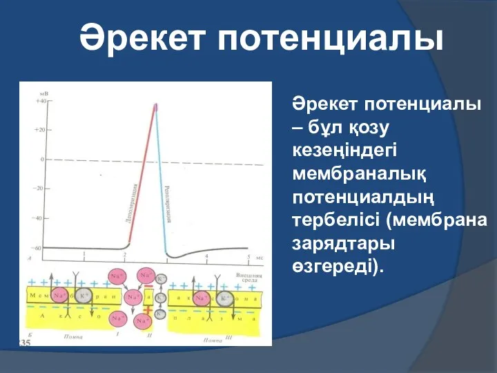 Әрекет потенциалы Әрекет потенциалы – бұл қозу кезеңіндегі мембраналық потенциалдың тербелісі (мембрана зарядтары өзгереді).