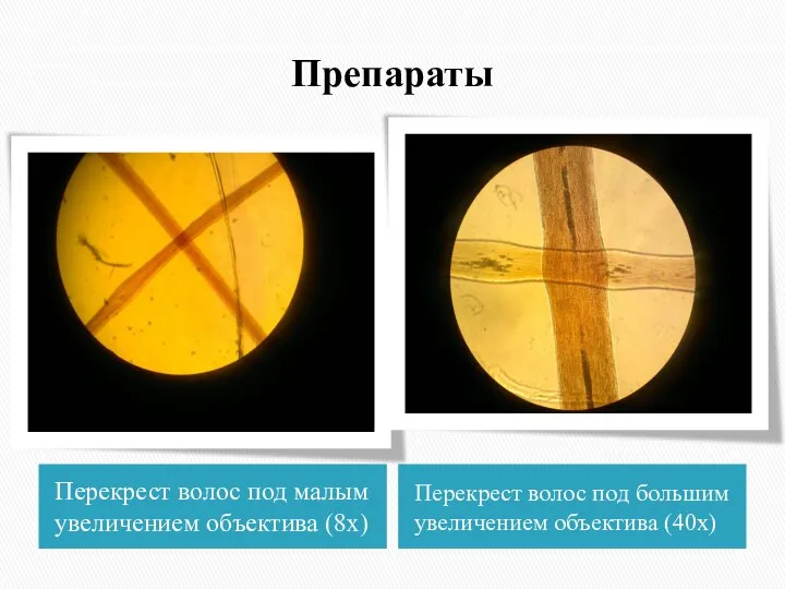 Препараты Перекрест волос под малым увеличением объектива (8х) Перекрест волос под большим увеличением объектива (40х)
