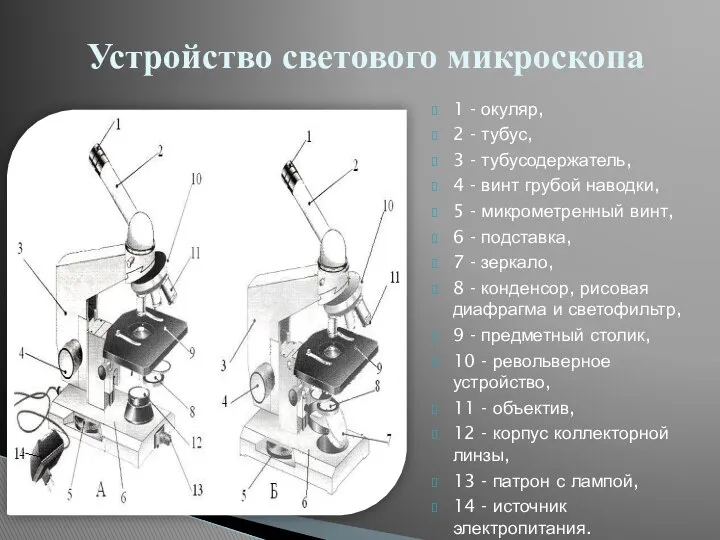 1 - окуляр, 2 - тубус, 3 - тубусодержатель, 4 -