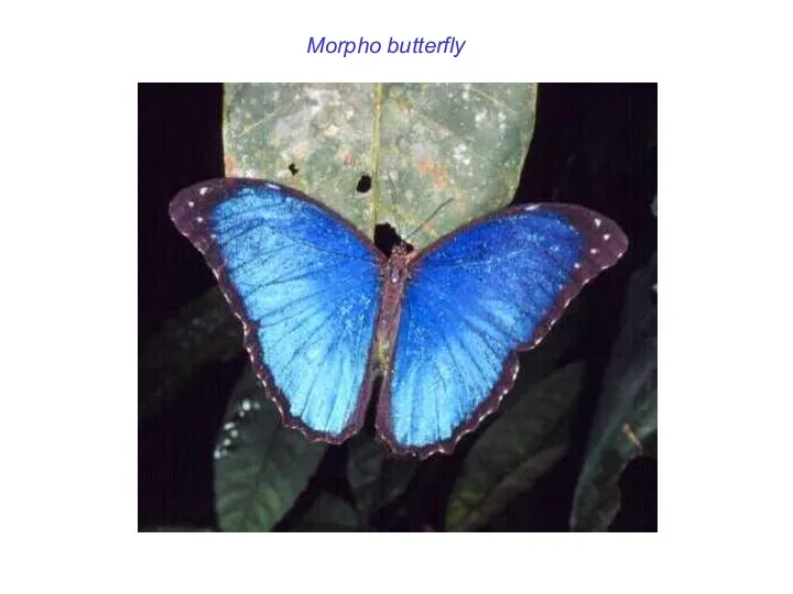 Morpho butterfly