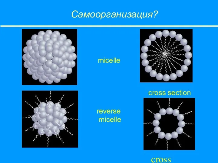 Самоорганизация? micelle reverse micelle cross section cross section