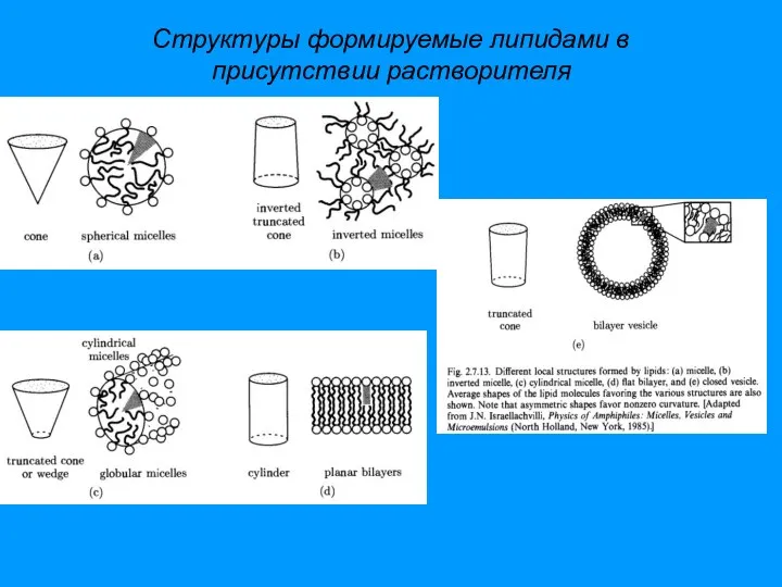 Структуры формируемые липидами в присутствии растворителя