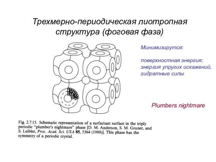 Трехмерно-периодическая лиотропная структура (фоговая фаза) Минимизирутся: поверхностная энергия; энергия упругих искажений, гидратные силы Plumbers nightmare