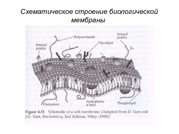 Схематическое строение биологической мембраны