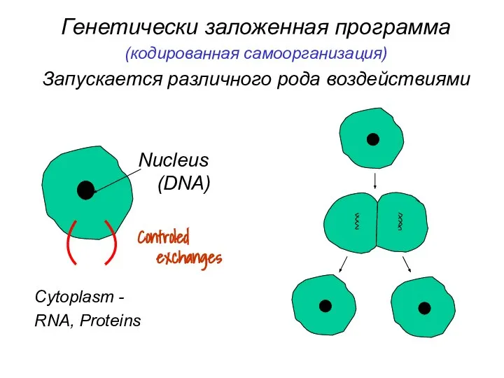 Генетически заложенная программа (кодированная самоорганизация) Запускается различного рода воздействиями Nucleus (DNA)