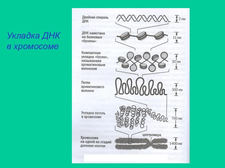 Укладка ДНК в хромосоме