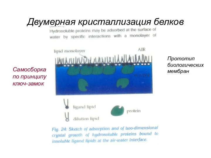 Двумерная кристаллизация белков Прототип биологических мембран Самосборка по принципу ключ-замок