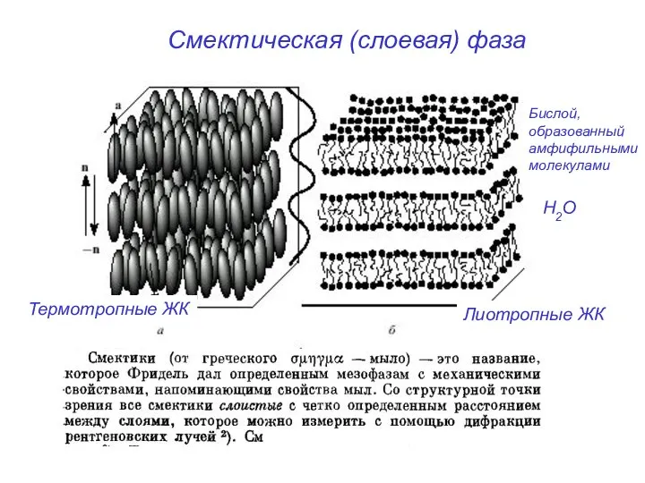 Смектическая (слоевая) фаза Термотропные ЖК Лиотропные ЖК Бислой, образованный амфифильными молекулами H2O