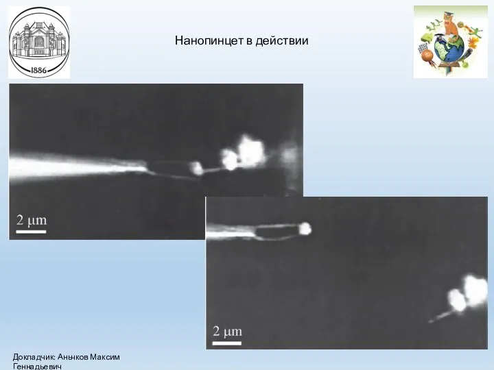 Нанопинцет в действии Докладчик: Аньчков Максим Геннадьевич