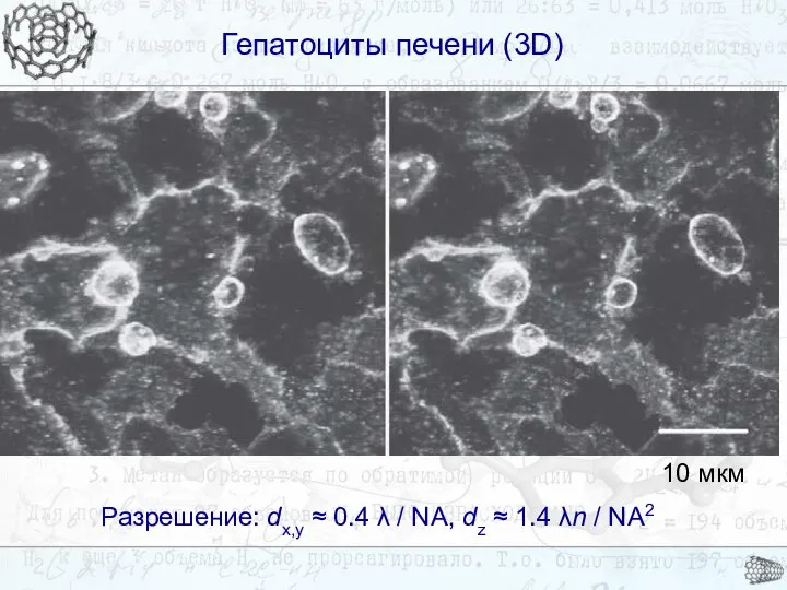 Гепатоциты печени (3D) Гепатоциты печени (3D) Разрешение: dx,y ≈ 0.4 λ