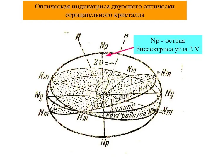 Оптическая индикатриса двуосного оптически отрицательного кристалла Np - острая биссектриса угла 2 V