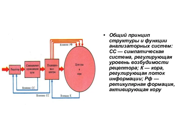 Общий принцип структуры и функции анализаторных систем: СС — симпатическая система,