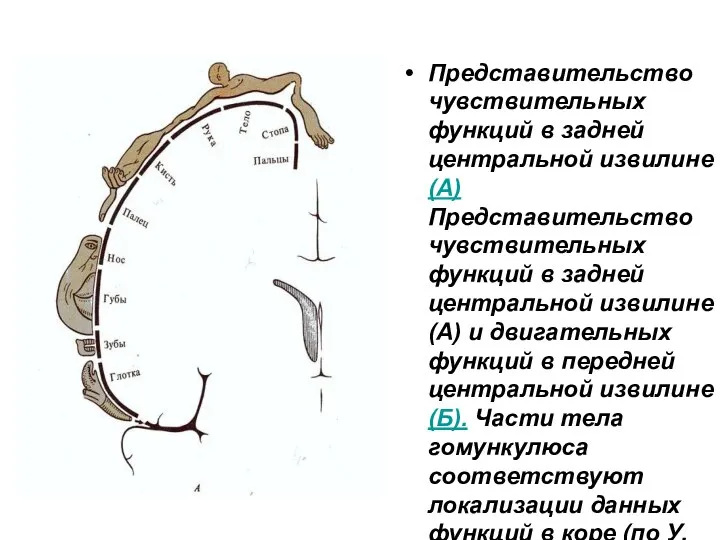 Представительство чувствительных функций в задней центральной извилине (А)Представительство чувствительных функций в