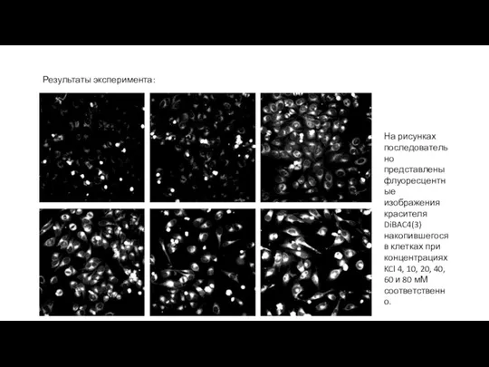 Результаты эксперимента: На рисунках последовательно представлены флуоресцентные изображения красителя DiBAC4(3) накопившегося