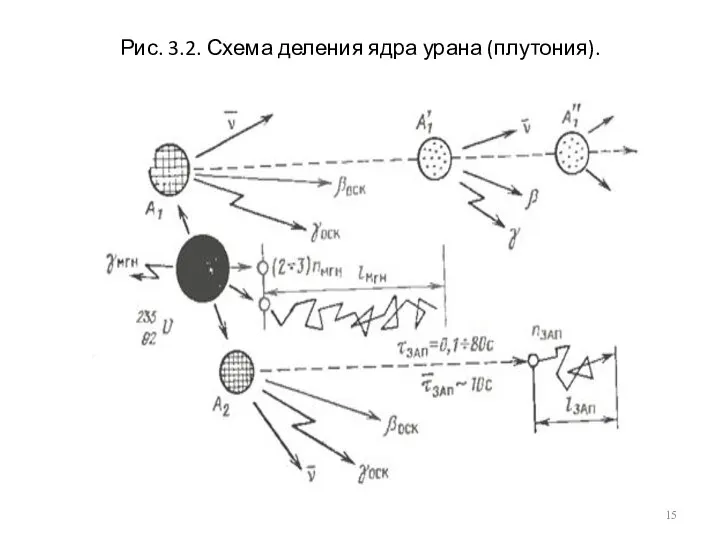 Рис. 3.2. Схема деления ядра урана (плутония).