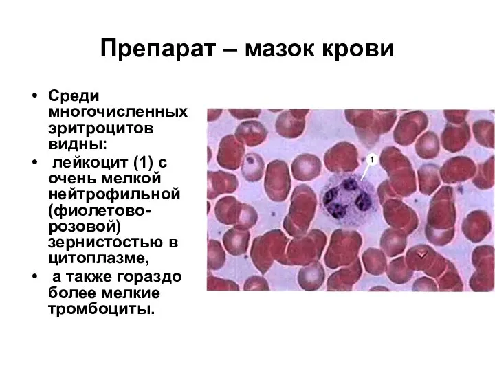 Препарат – мазок крови Среди многочисленных эритроцитов видны: лейкоцит (1) с