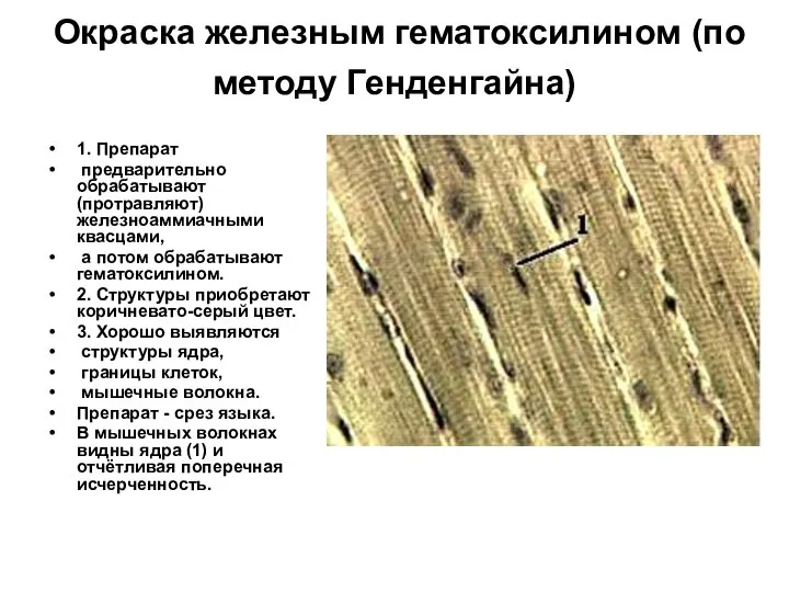 Окраска железным гематоксилином (по методу Генденгайна) 1. Препарат предварительно обрабатывают (протравляют)