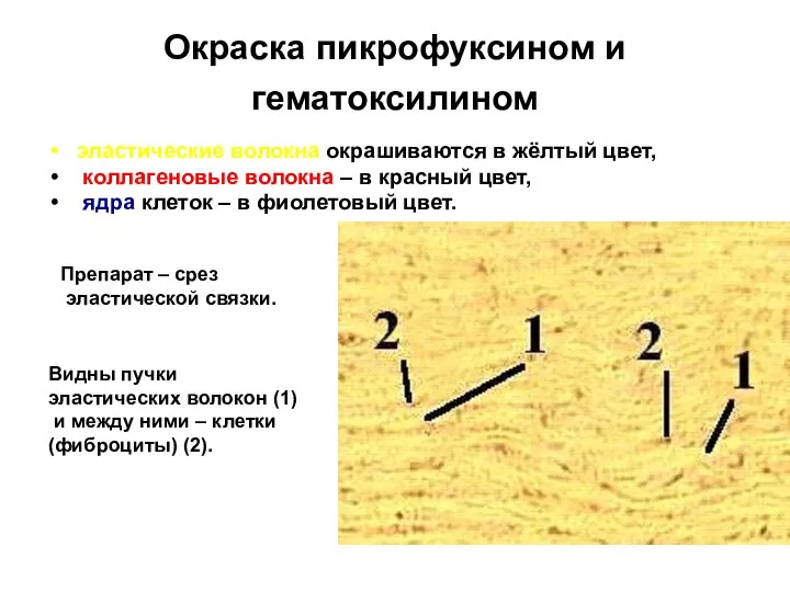 Окраска пикрофуксином и гематоксилином эластические волокна окрашиваются в жёлтый цвет, коллагеновые