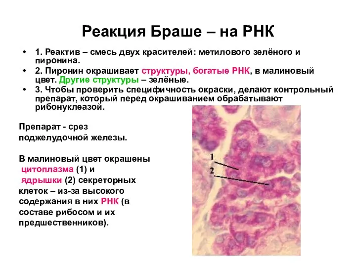 Реакция Браше – на РНК 1. Реактив – смесь двух красителей: