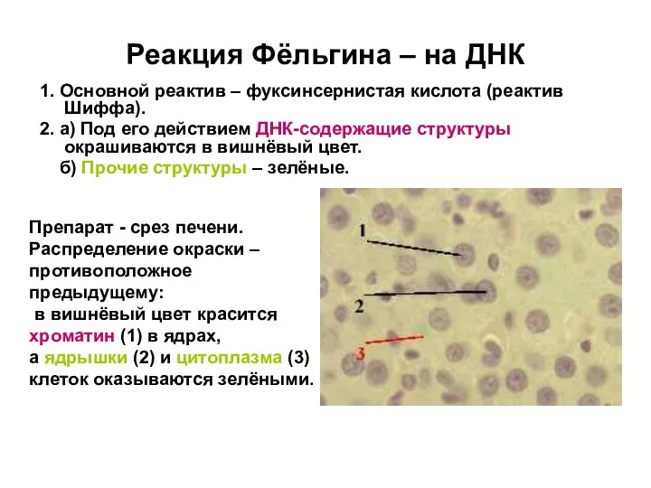 Реакция Фёльгина – на ДНК 1. Основной реактив – фуксинсернистая кислота