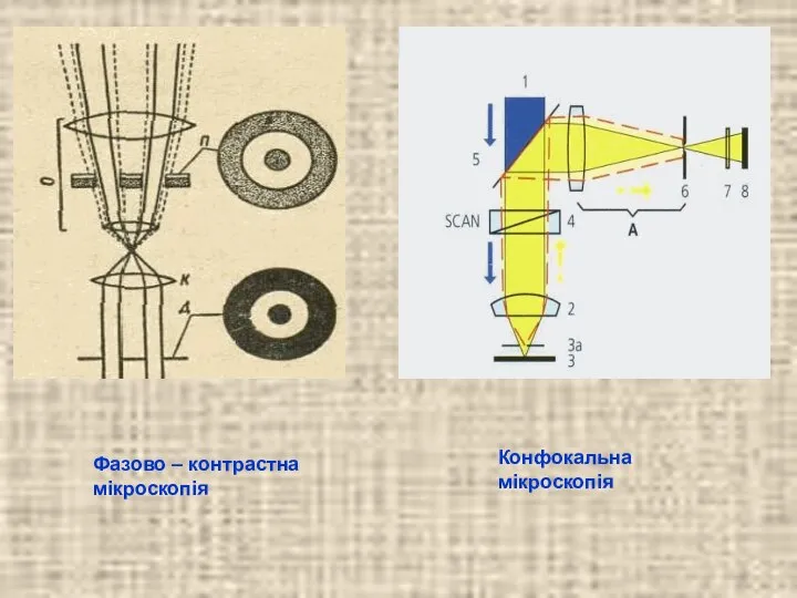 Фазово – контрастна мікроскопія Конфокальна мікроскопія