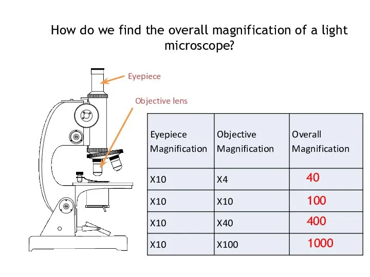 How do we find the overall magnification of a light microscope?