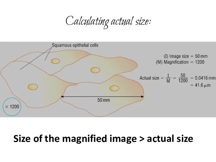 Calculating actual size: Size of the magnified image > actual size