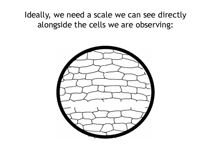 Ideally, we need a scale we can see directly alongside the cells we are observing: