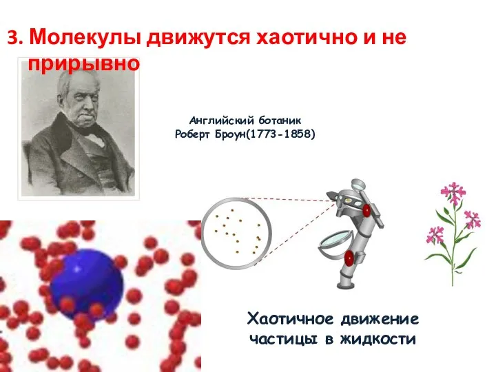 Хаотичное движение частицы в жидкости Английский ботаник Роберт Броун(1773-1858) 3. Молекулы движутся хаотично и не прирывно