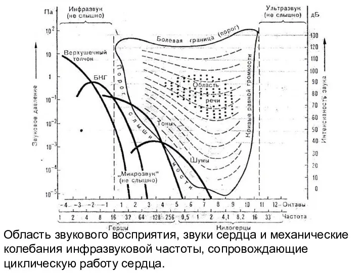 Область звукового восприятия, звуки сердца и механические колебания инфразвуковой частоты, сопровождающие циклическую работу сердца.