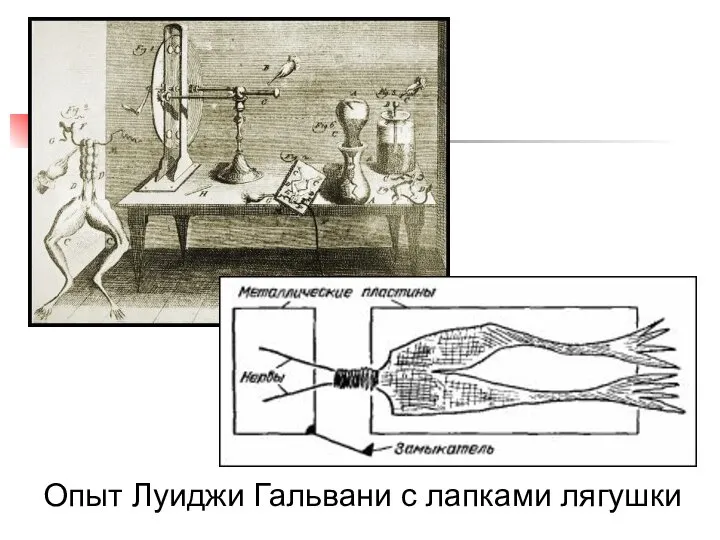 Опыт Луиджи Гальвани с лапками лягушки