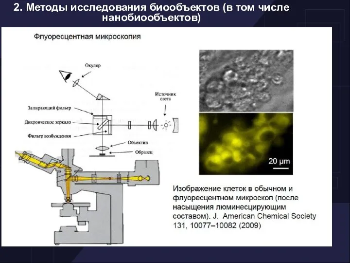 2. Методы исследования биообъектов (в том числе нанобиообъектов)‏