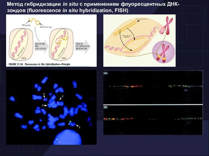 Метод гибридизации in situ с применением флуоресцентных ДНК-зондов (fluorescence in situ hybridization, FISH)