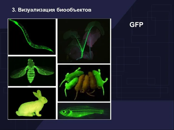 3. Визуализация биообъектов GFP