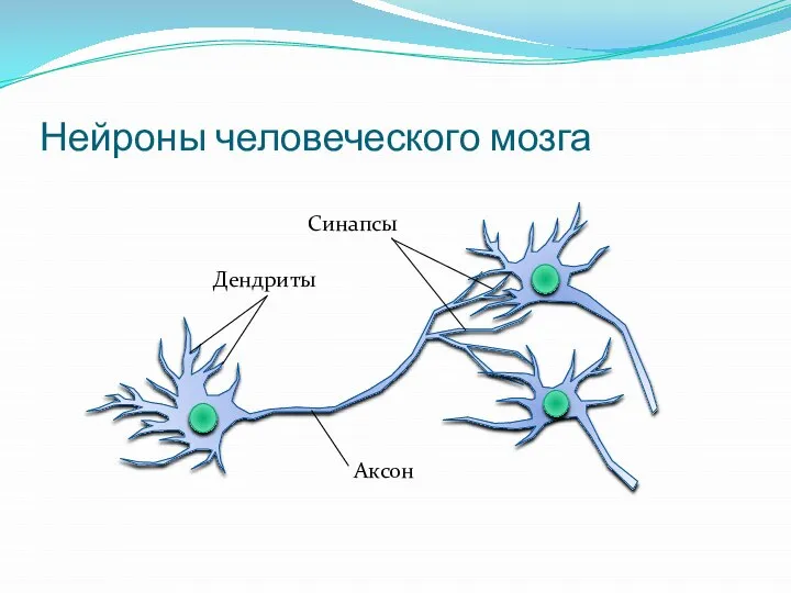 Нейроны человеческого мозга Аксон Дендриты Синапсы