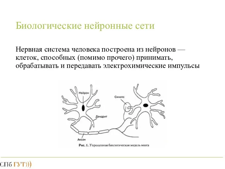 Биологические нейронные сети Нервная система человека построена из нейронов — клеток,