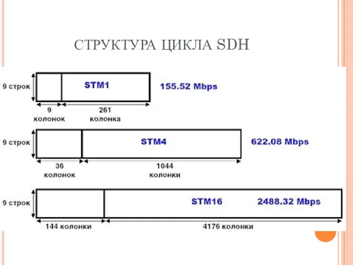 СТРУКТУРА ЦИКЛА SDH