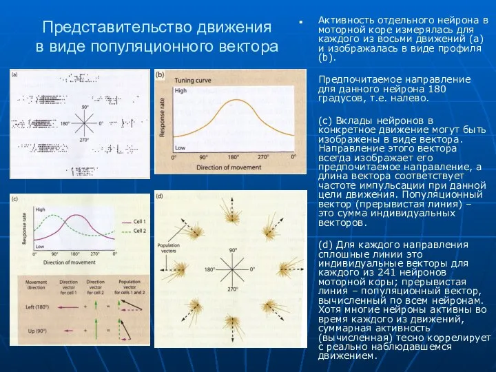 Представительство движения в виде популяционного вектора Активность отдельного нейрона в моторной