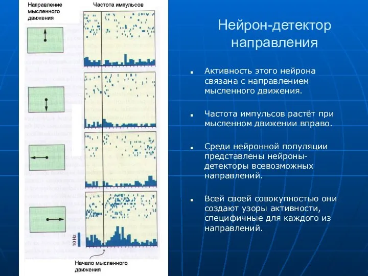 Нейрон-детектор направления Активность этого нейрона связана с направлением мысленного движения. Частота