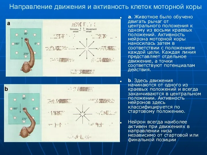 Направление движения и активность клеток моторной коры a. Животное было обучено