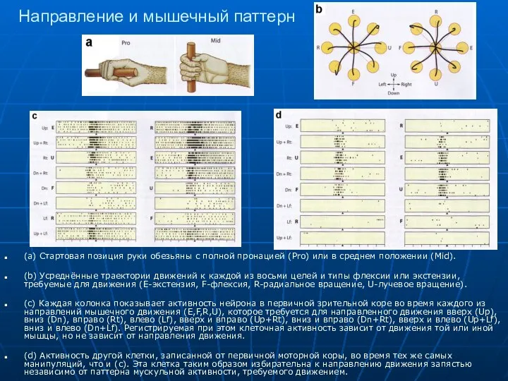 Направление и мышечный паттерн (a) Стартовая позиция руки обезьяны с полной